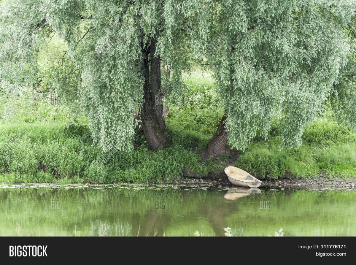Верба на берегу реки