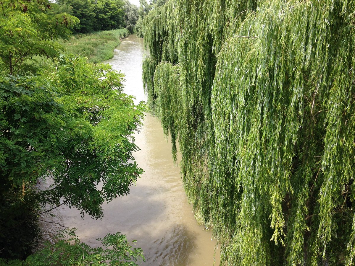 Ива Вавилонская Урал