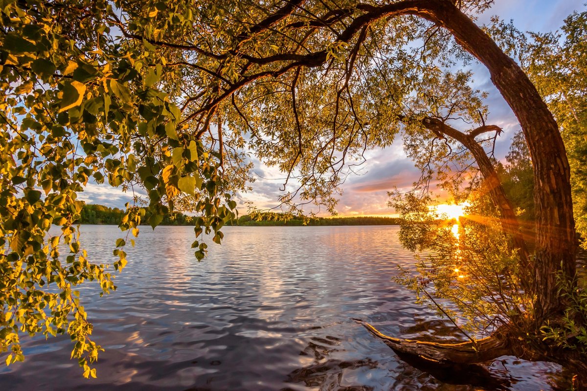 Дерево у реки в лучах заката