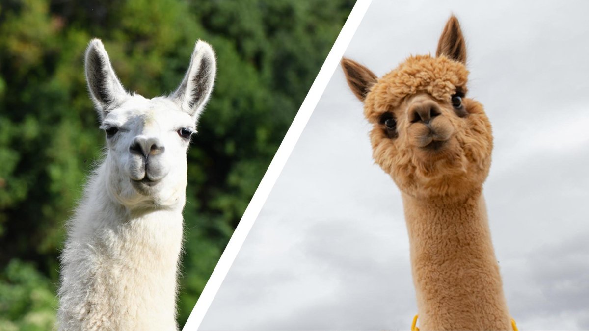 Открытка с альпакой