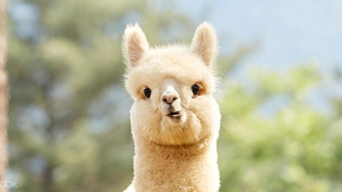 Лама мультяшная