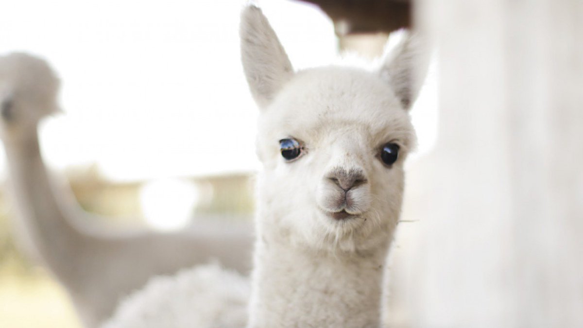 Джейкоб альпака