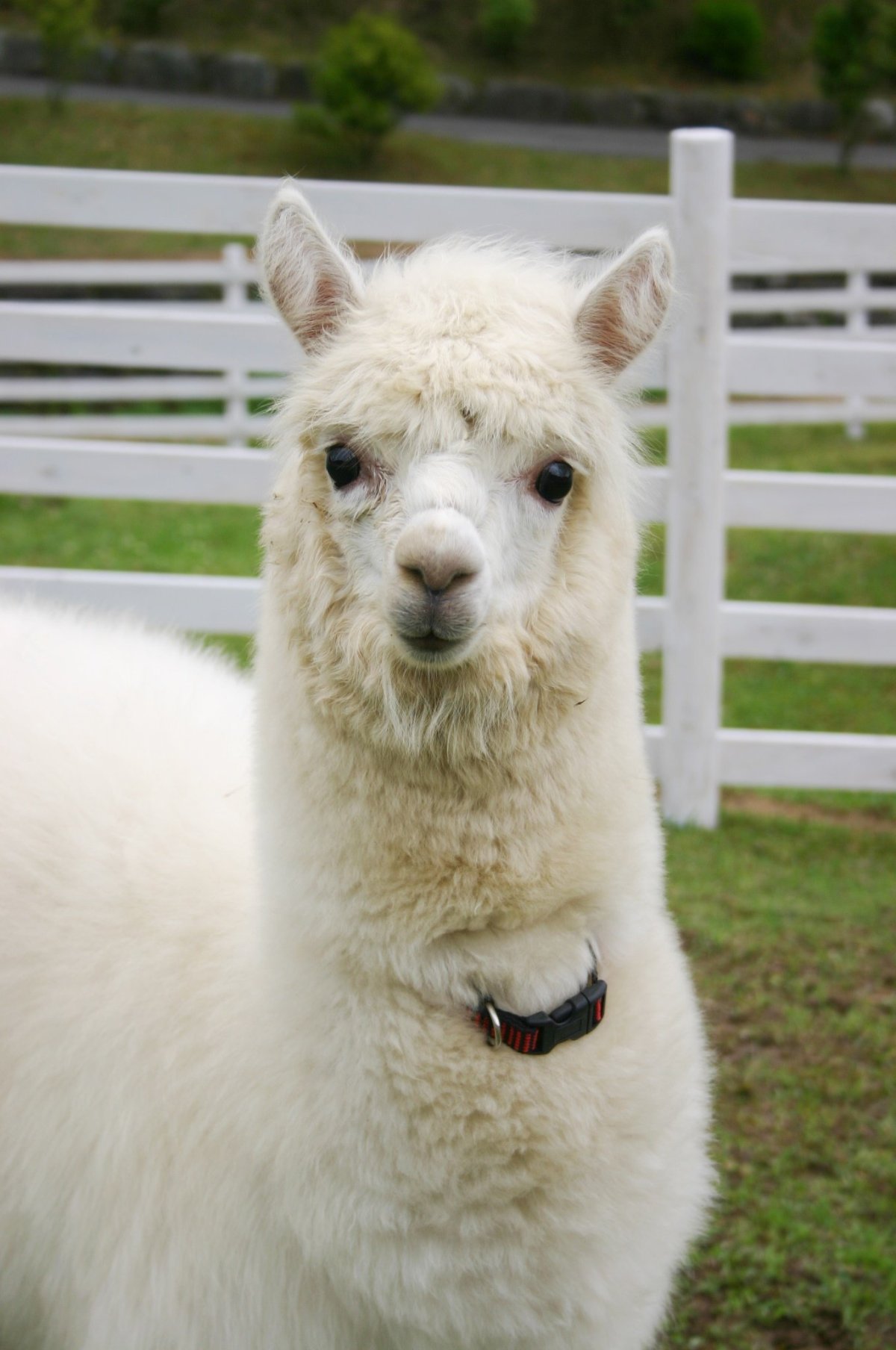 Наклейки "ламы"