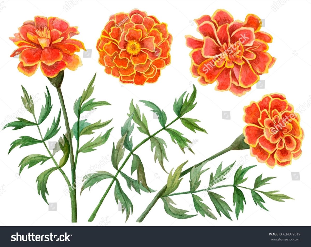 Tagetes patula рисунок