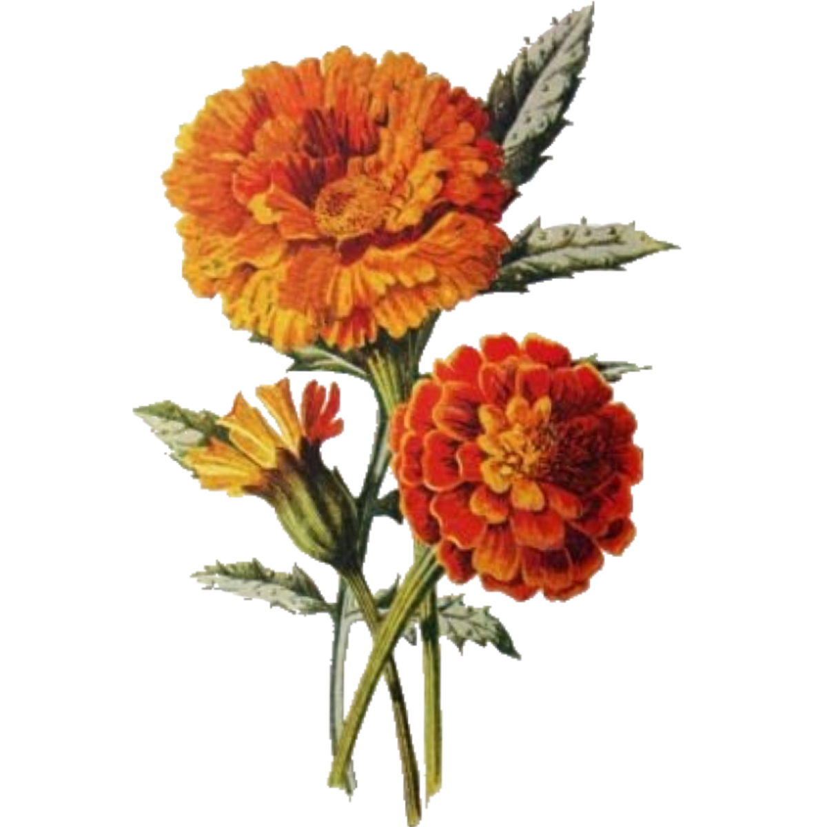 Бархатец рисунок