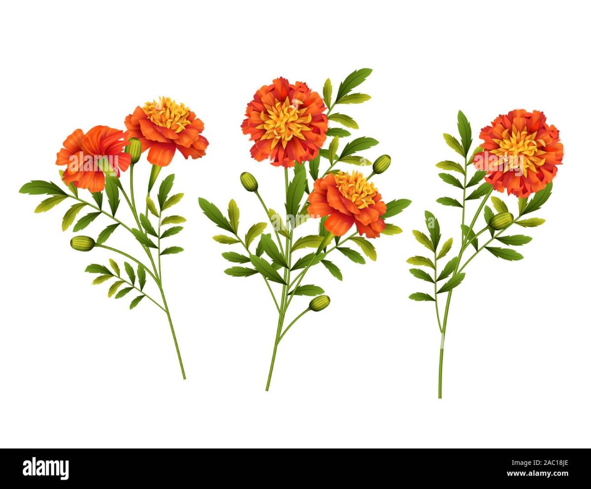 Бархатцы на прозрачном фоне