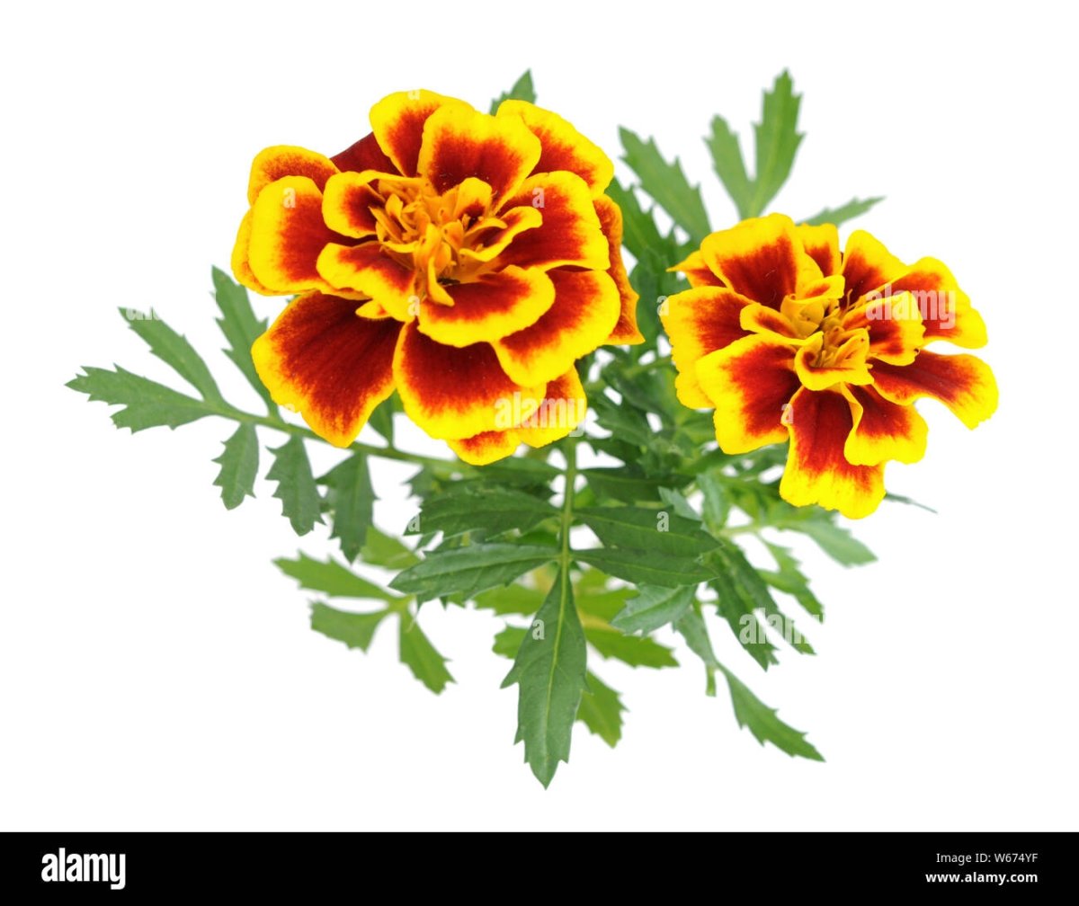 Тагетес отклоненный рисунок