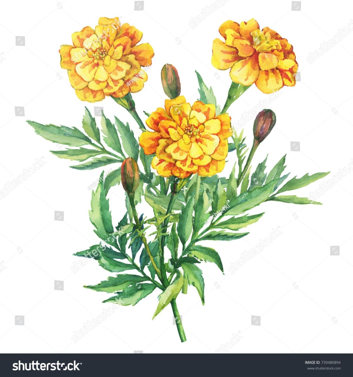 Бархатцы эскиз