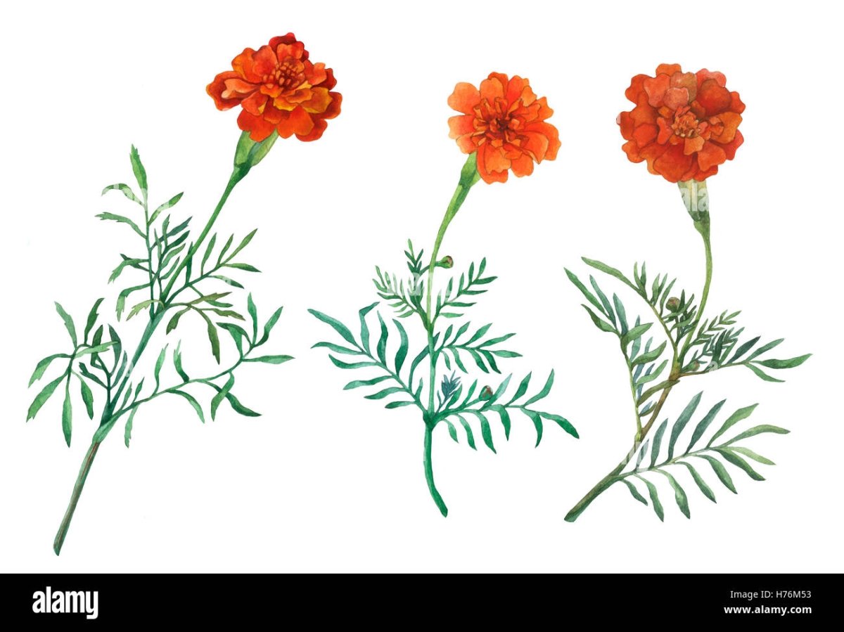 Тагетес патула рисунок