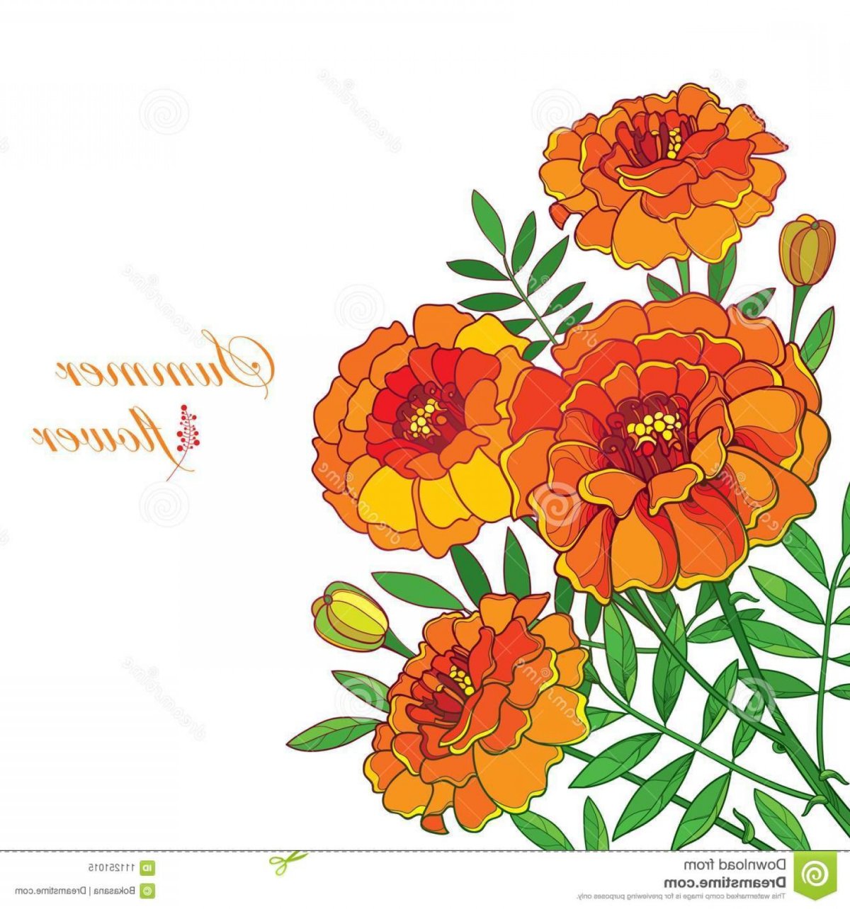 Карточки бархатцы