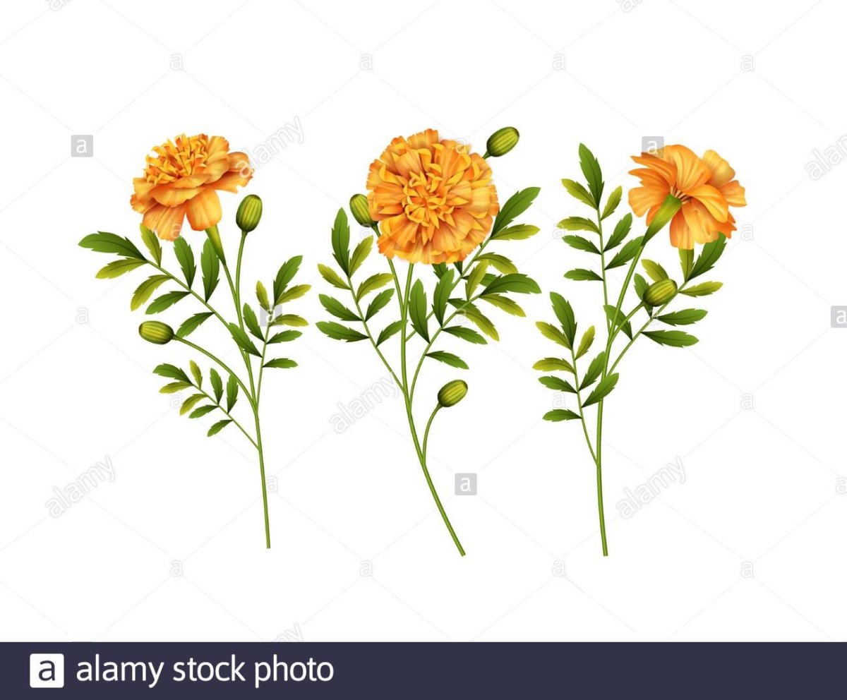 Бархатцы оранжевые