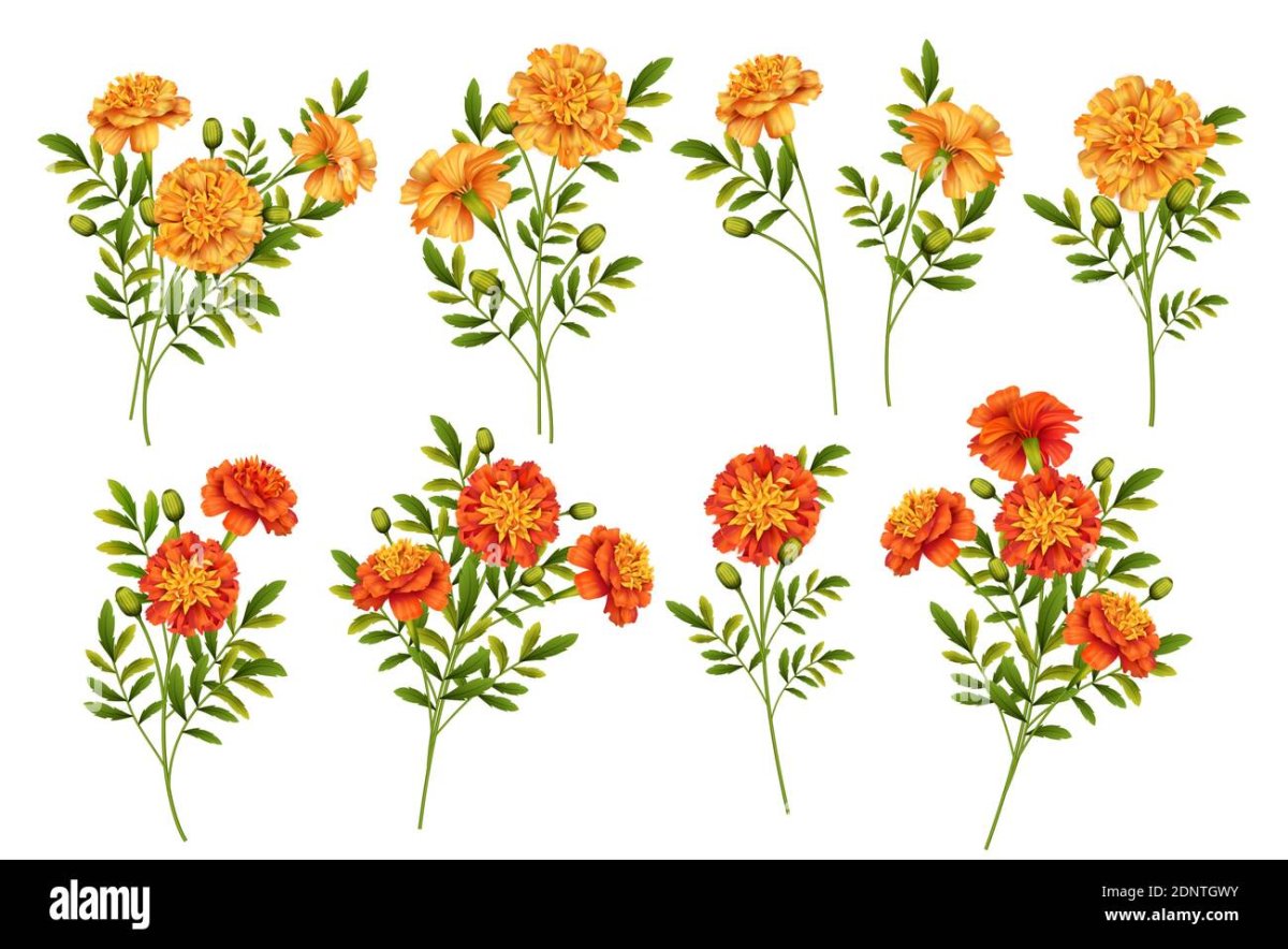 Цветы бархатцы на белом фоне