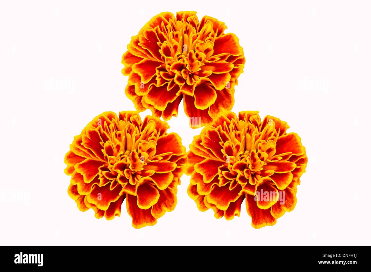 Бархатцы 3д модель