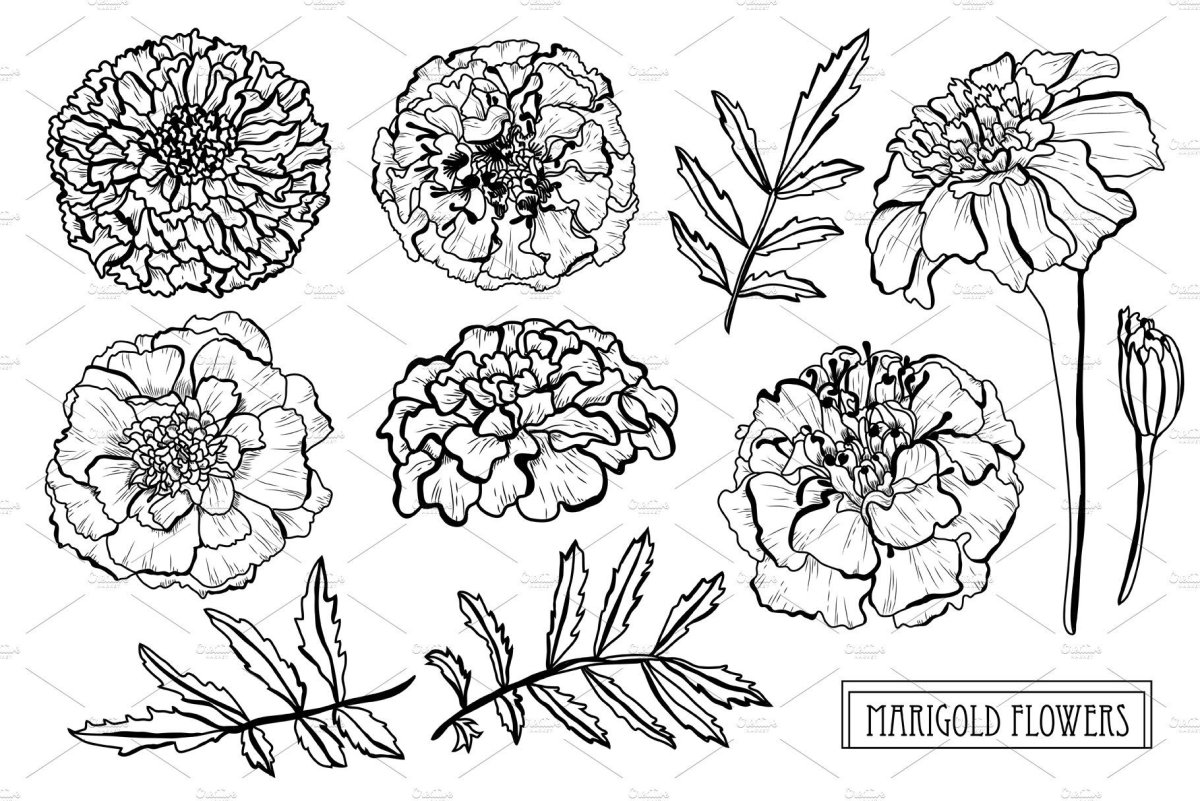 Розы с бархатцами мультяшные