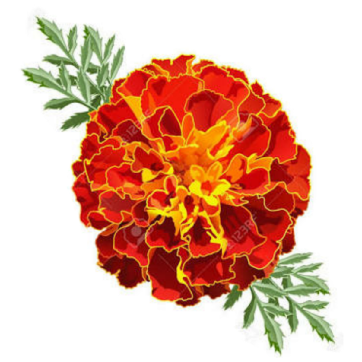 Дискавери f1 бархатцы