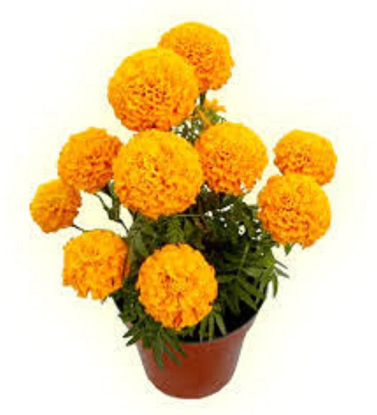 Акварель бархатцы тангерина