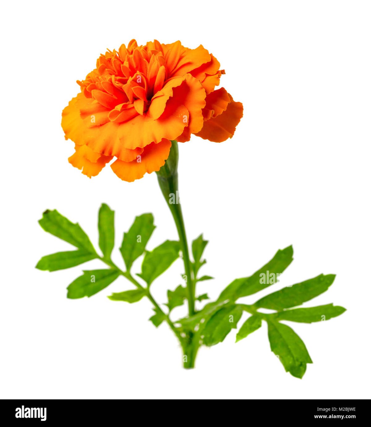 Крупные цветы рисунок