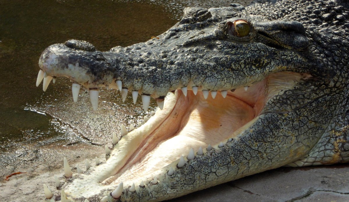 Крокодил плачет