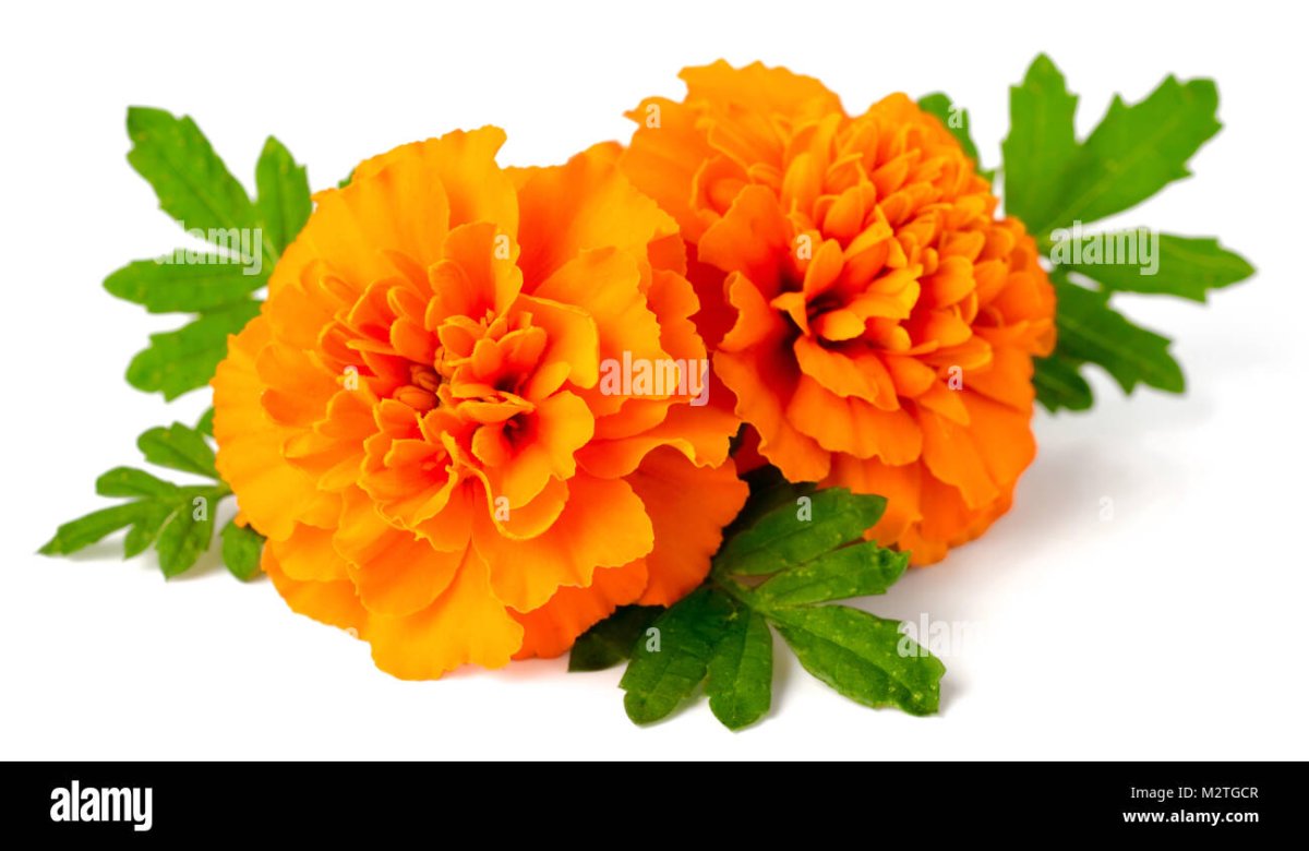 Тагетес отклоненный рисунок