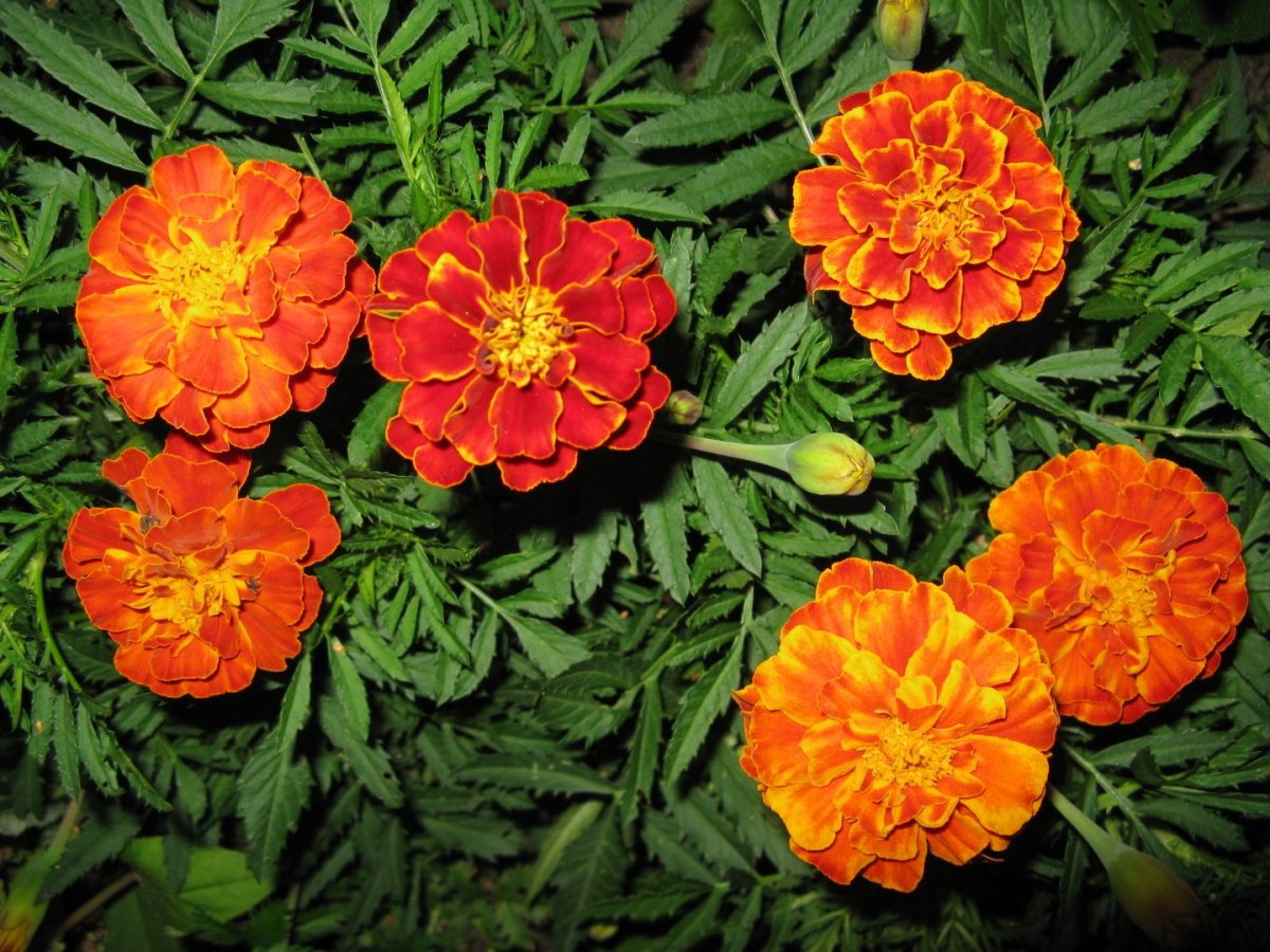 Бархатцы картинка для детей
