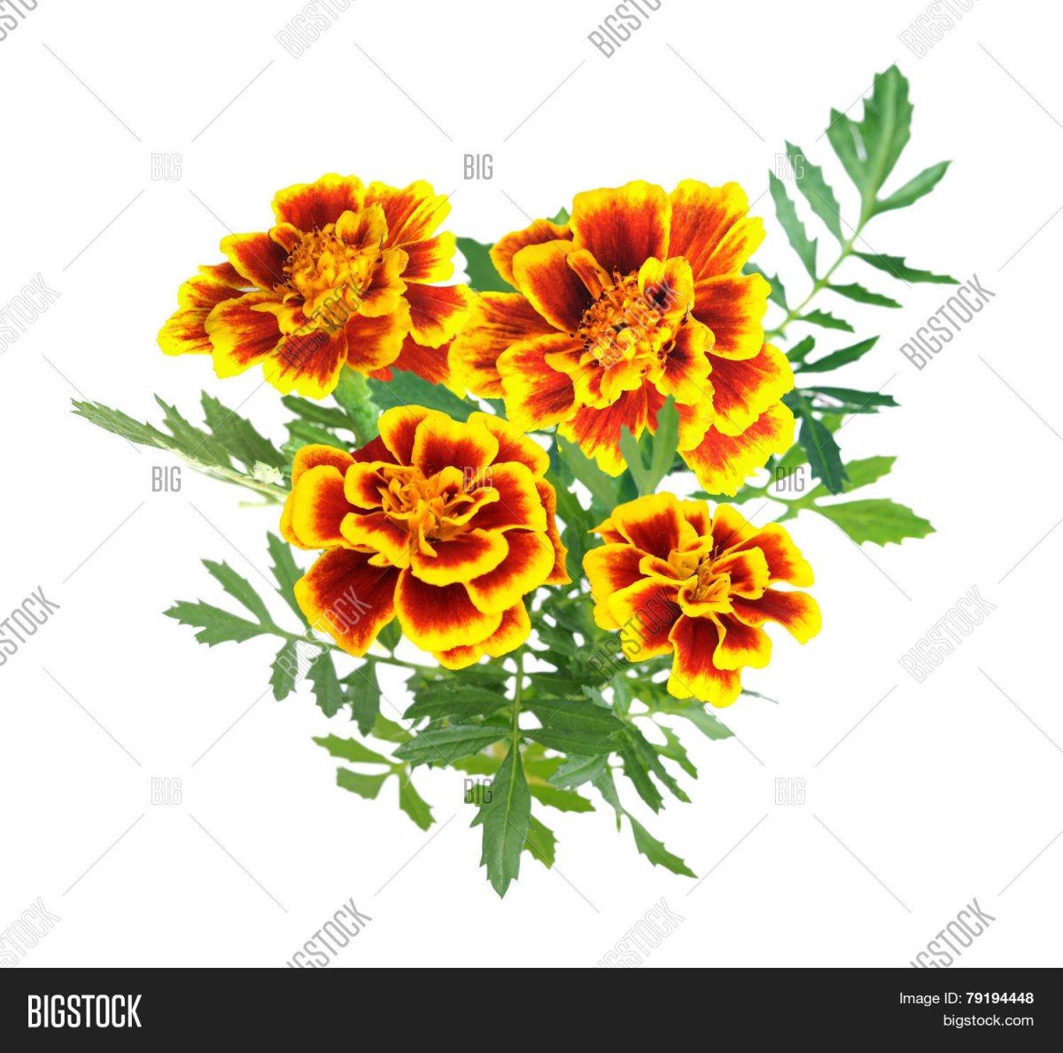 Раскраска бархатцы цветок