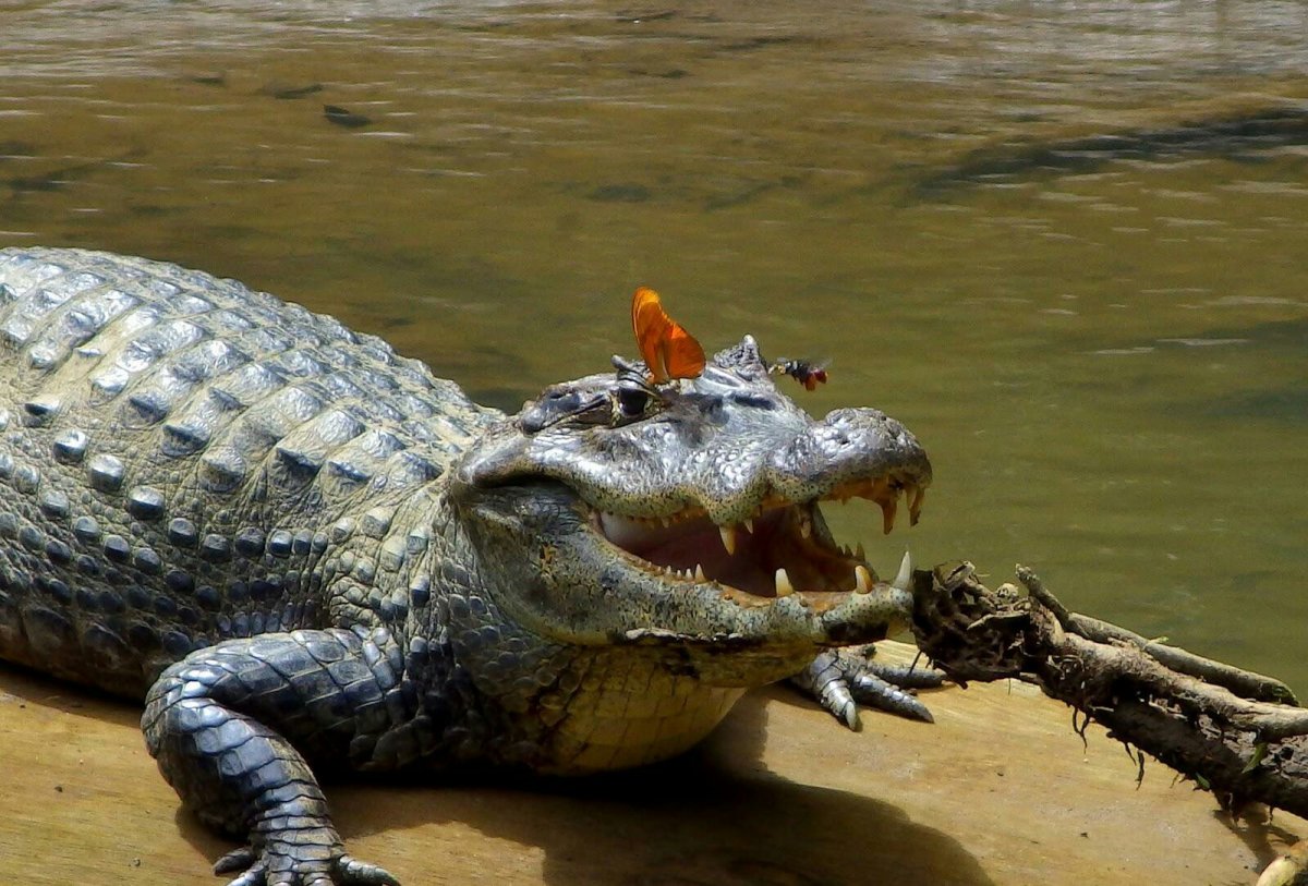 Животное похожее на крокодила