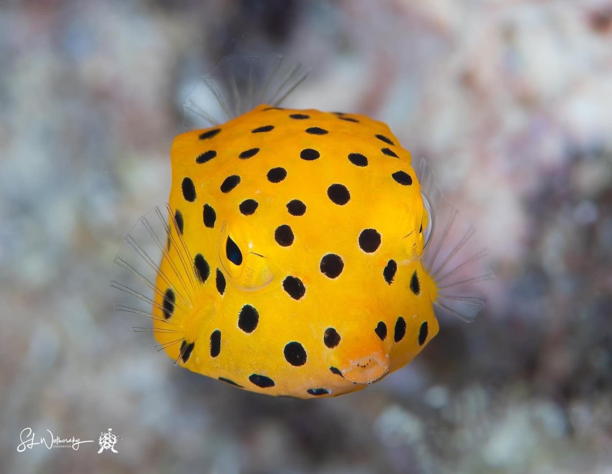 Корзинка с овощами