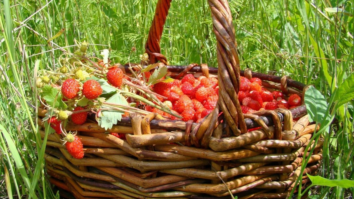 Лукошко из бересты