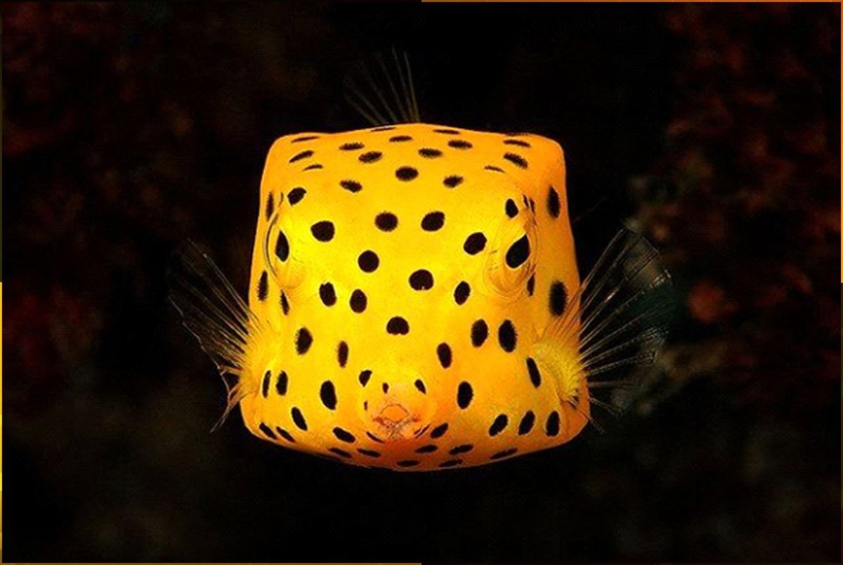 Корзина мультяшная