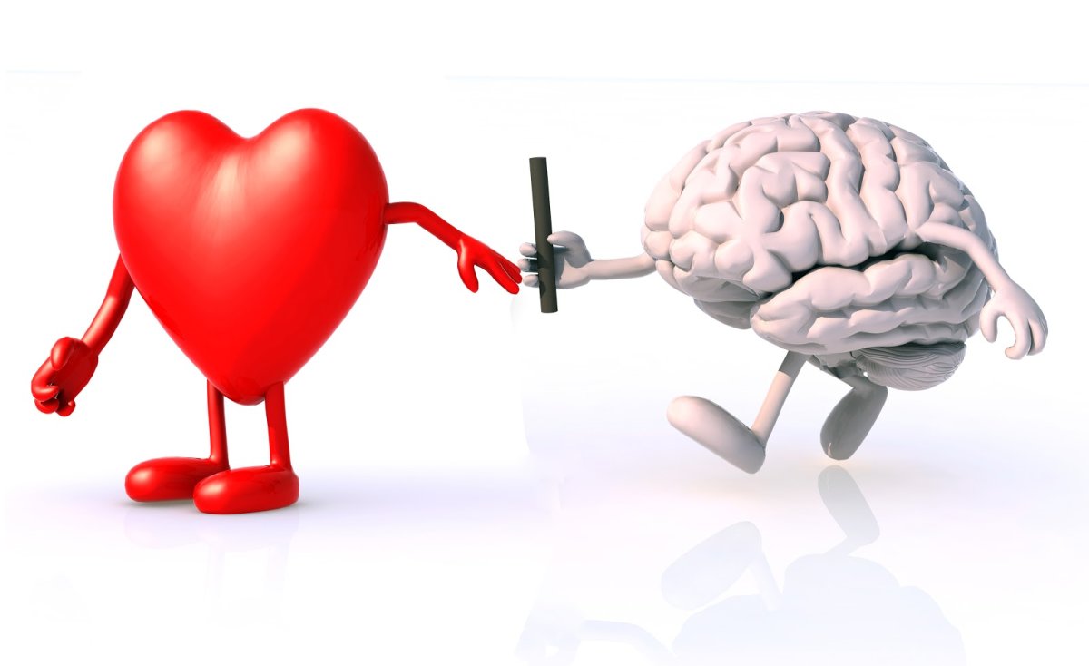 Между сердцем и мозгом