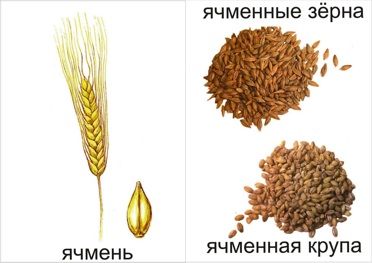 Злаки и семена для дошкольников