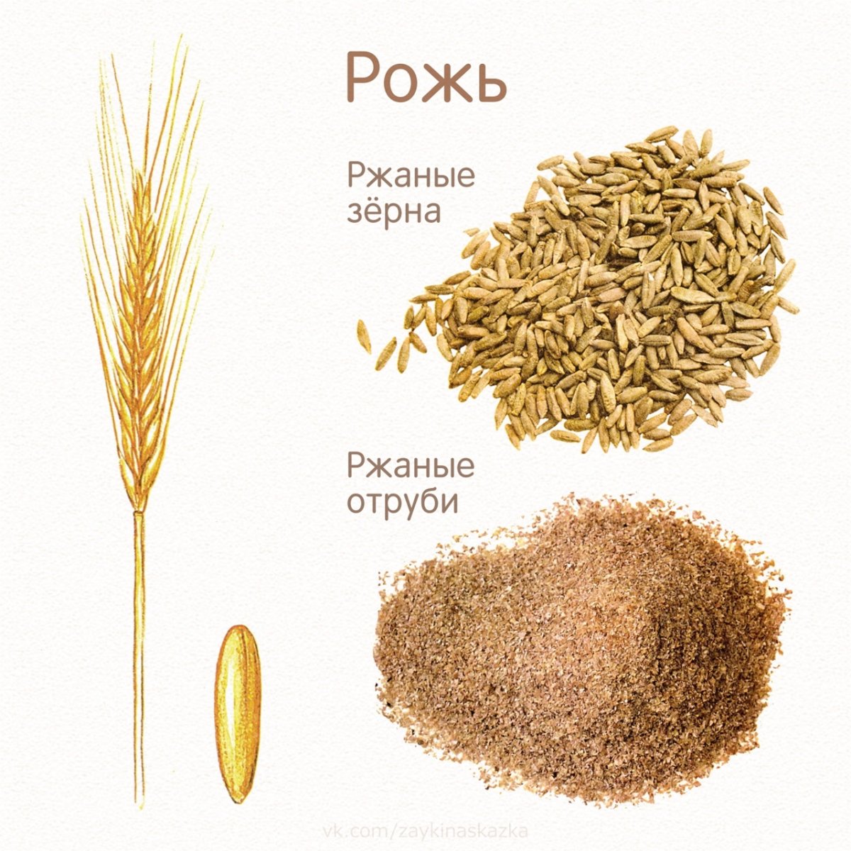 Карточки злаки для детей