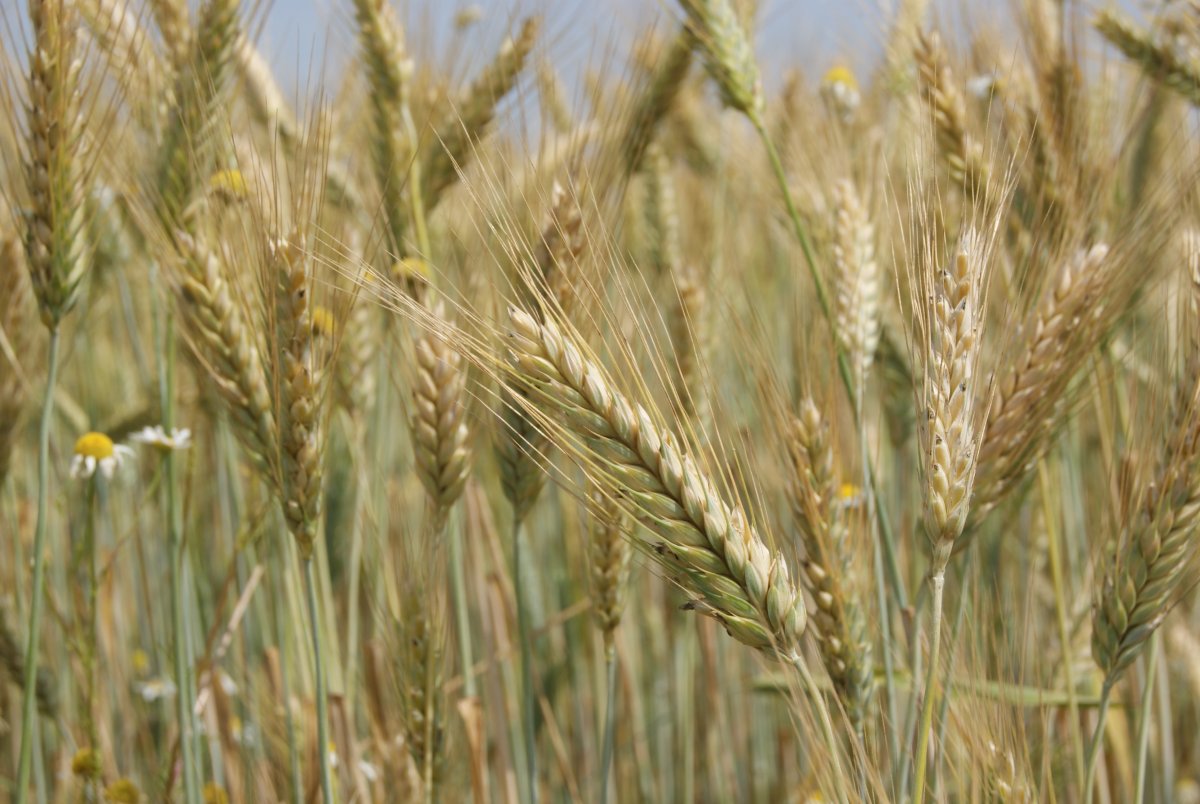 Тритикале Савва