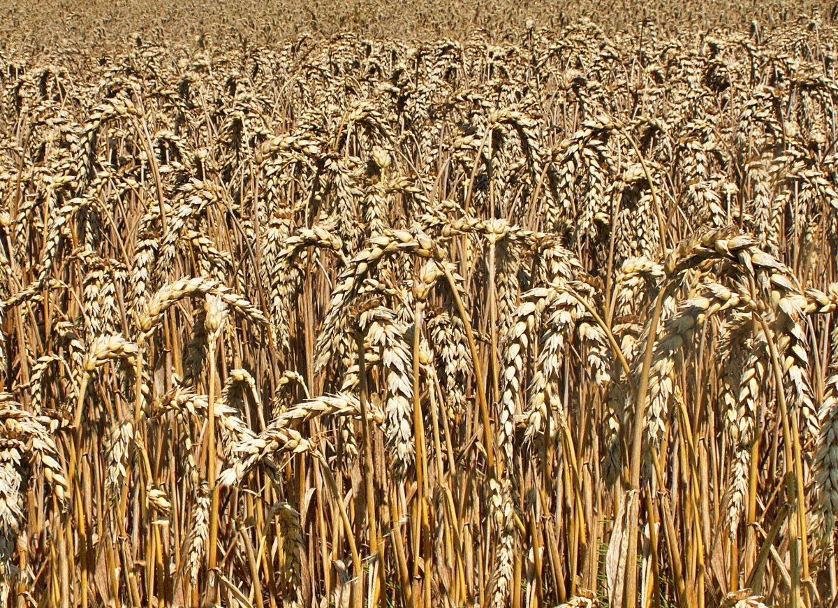 Растениеводство зерноводство пшеница рис кукуруза