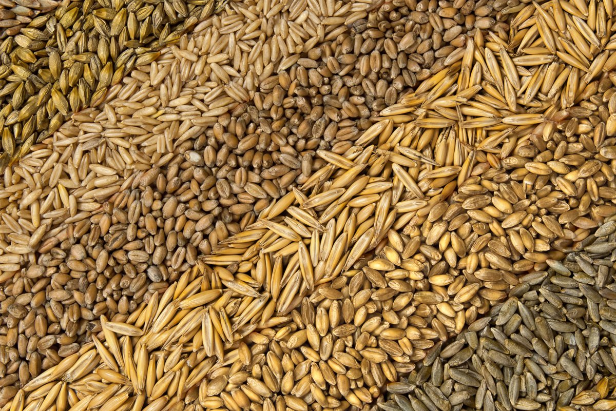 Кукуруза, просо, ячмень.