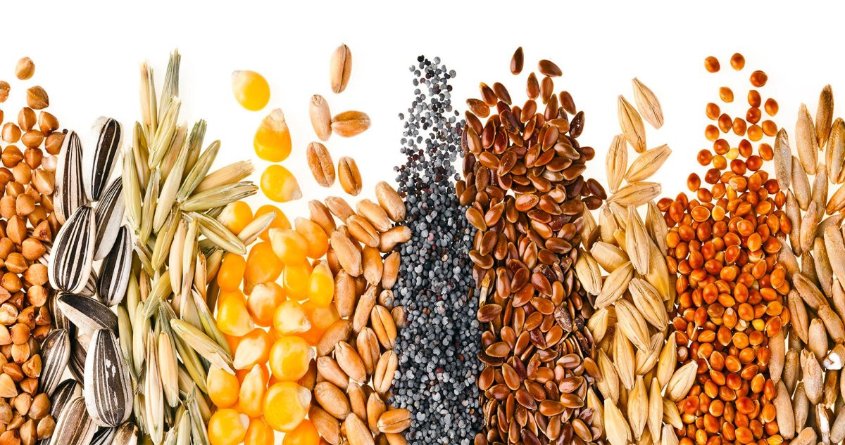 Семена злаковых растений (пшеница, овес, просо).