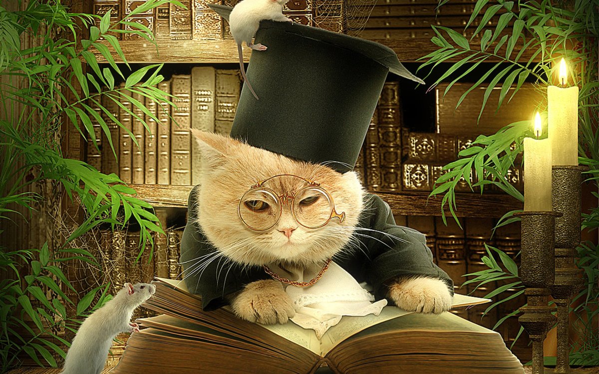 Кот с книжкой