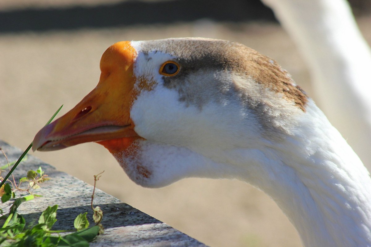 Гусица отавравсь