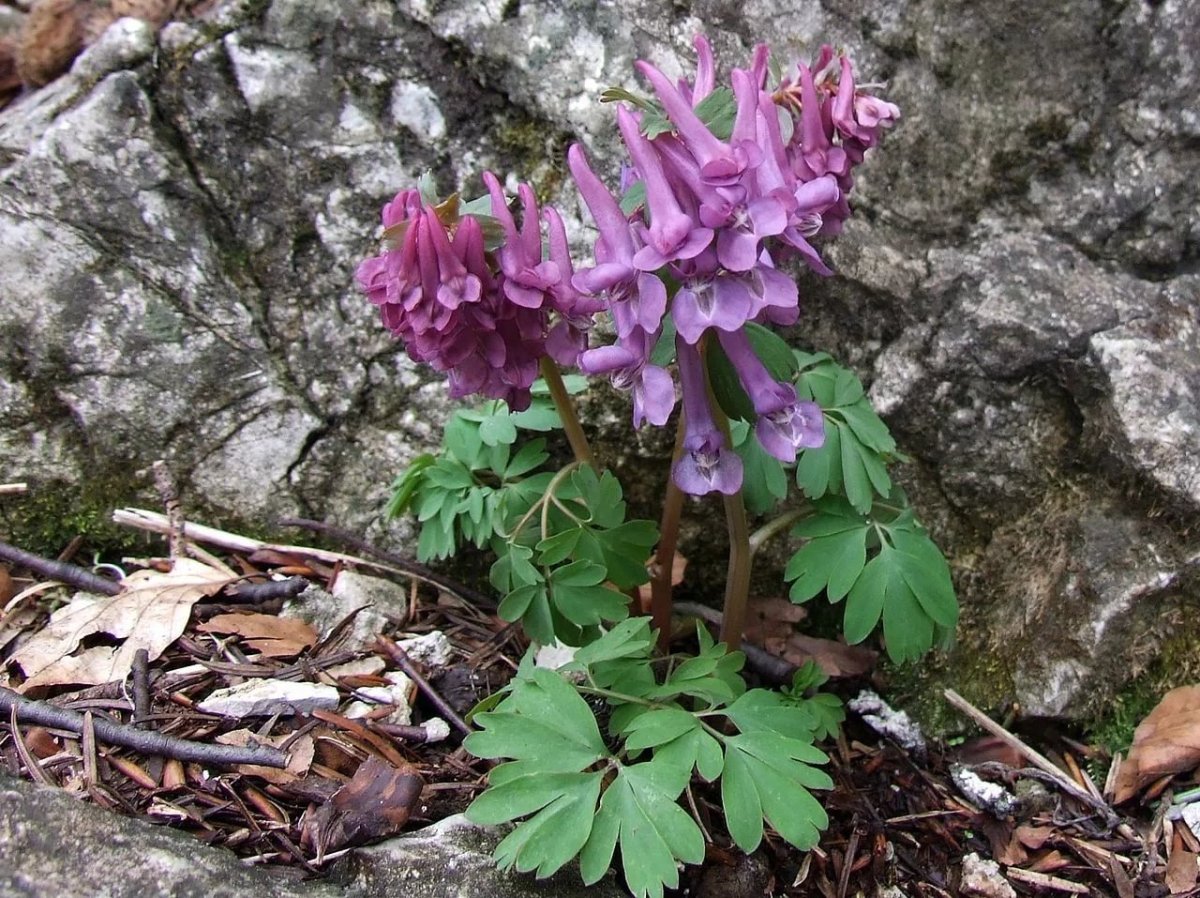 Хохлатка (Corydalis)