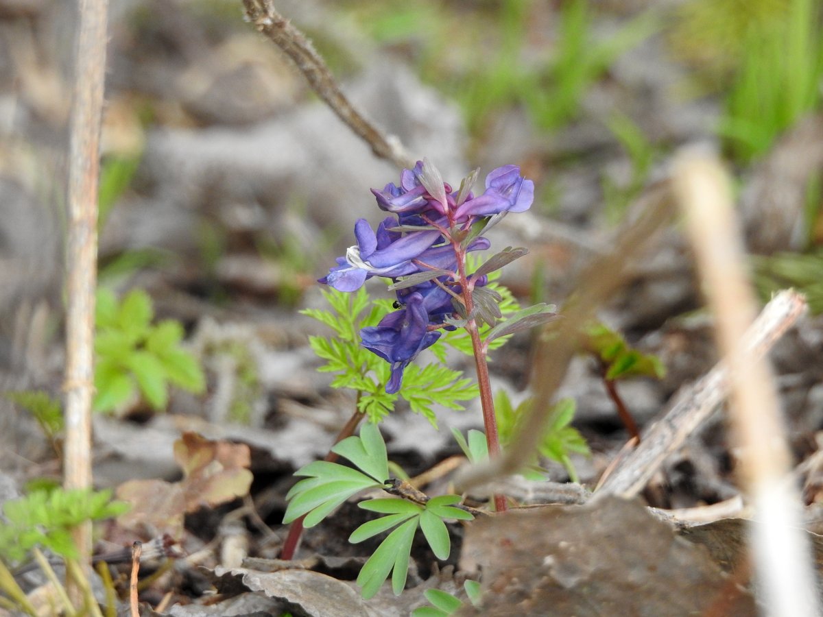 Хохлатка solida