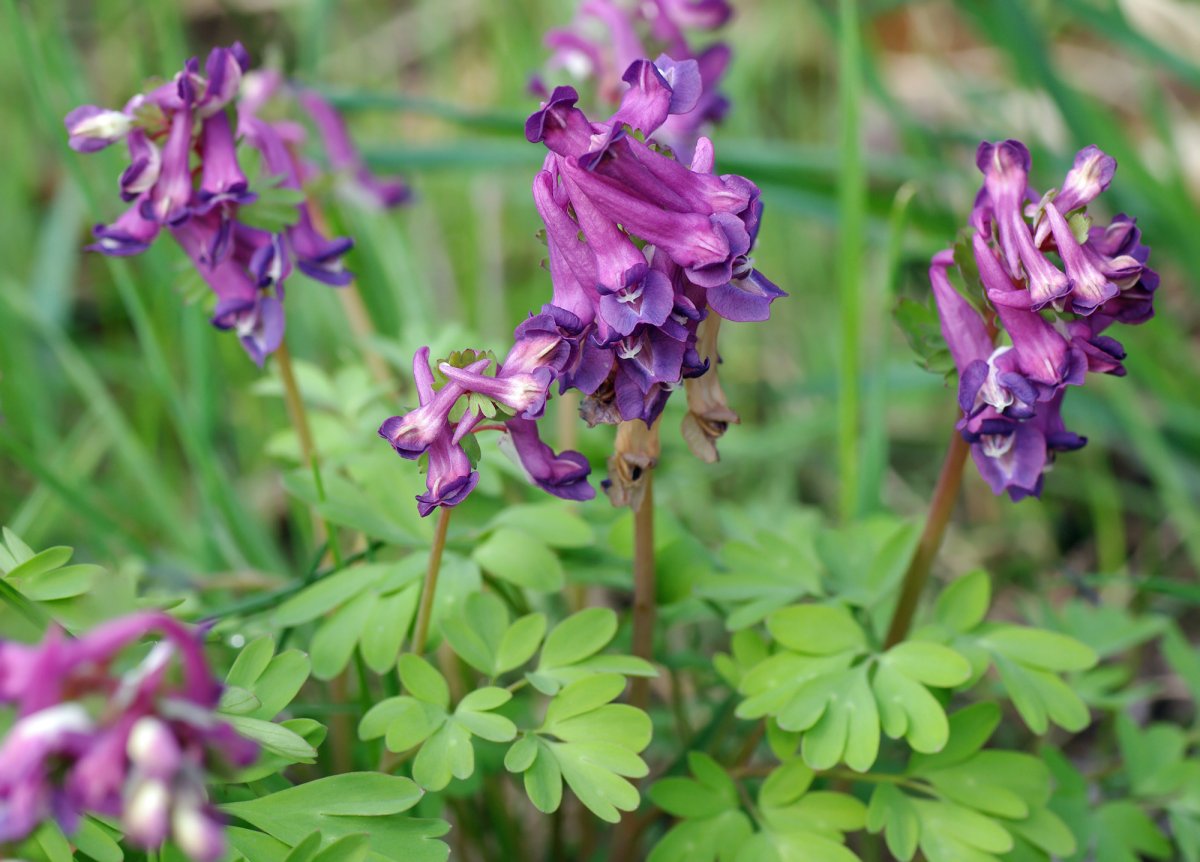 Corydalis solida (хохлатка)