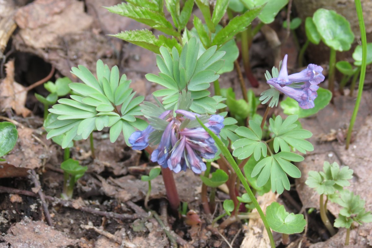 Хохлатка Ботаническая иллюстрация