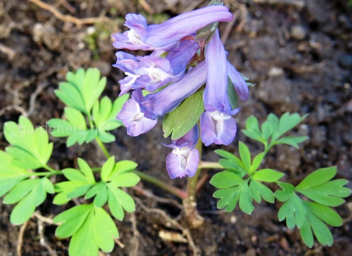 Хохлатка пионолистная