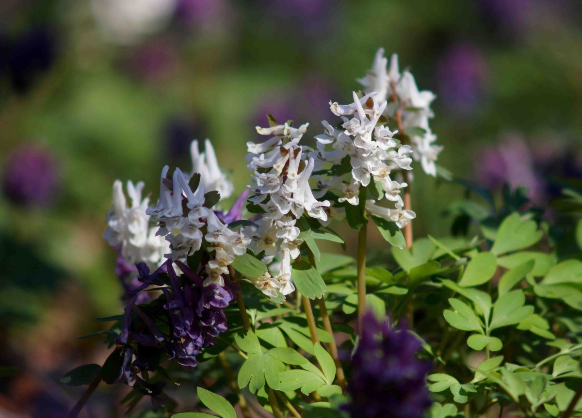 Медуница хохлатка