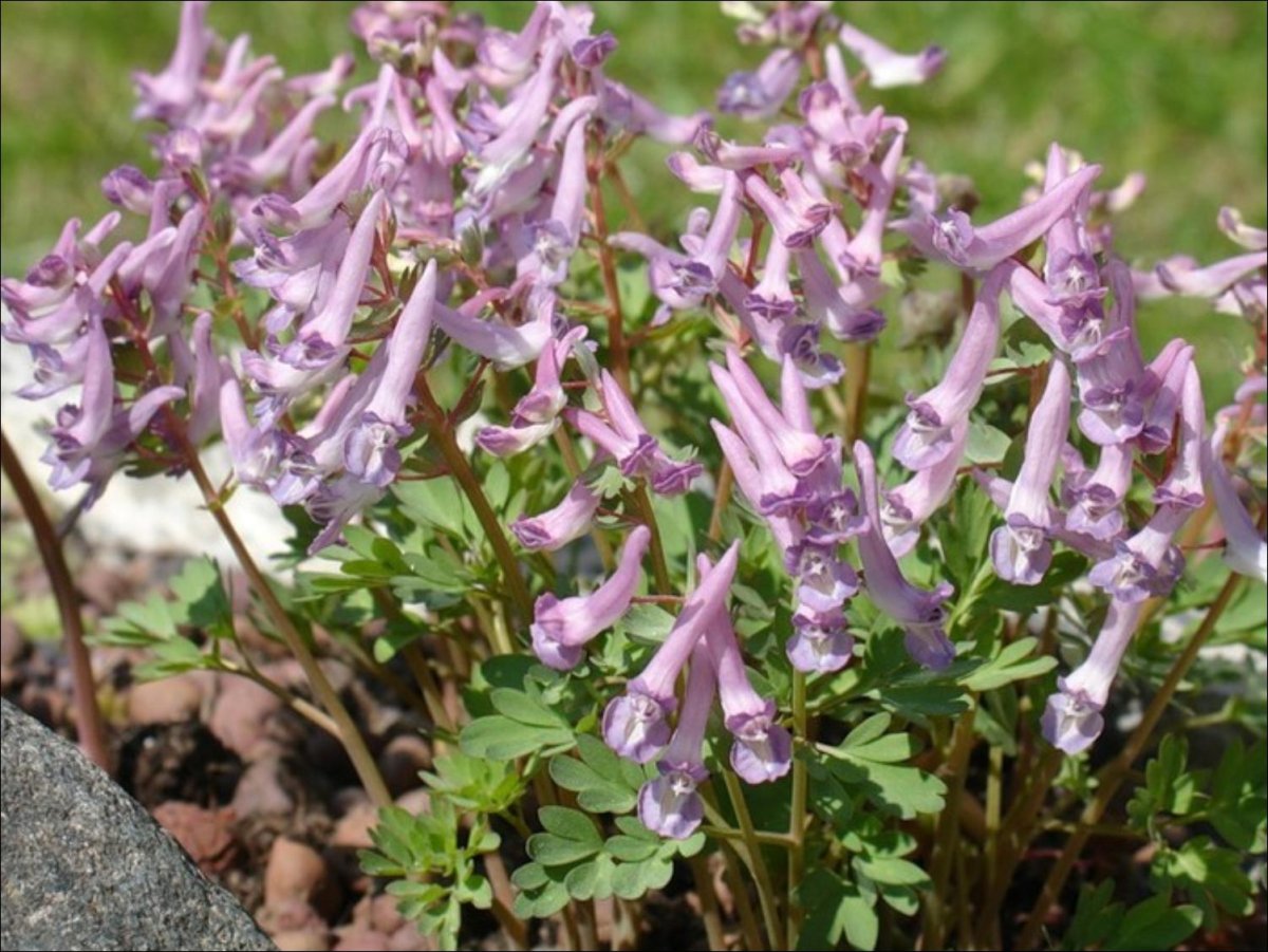 Хохлатка пионолистная