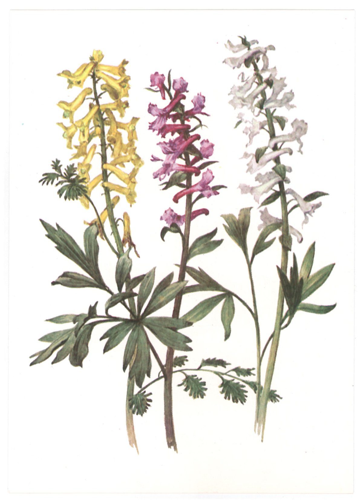 Хохлатка Лесная