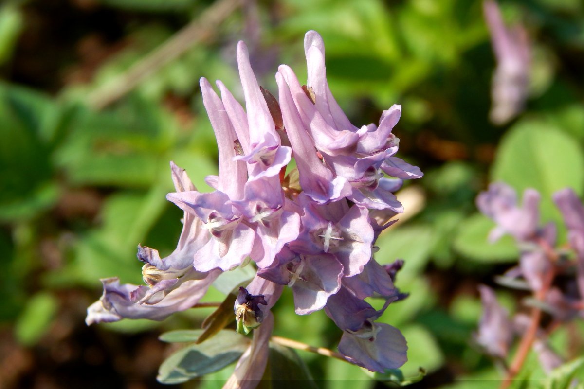 Хохлатка Сибирская