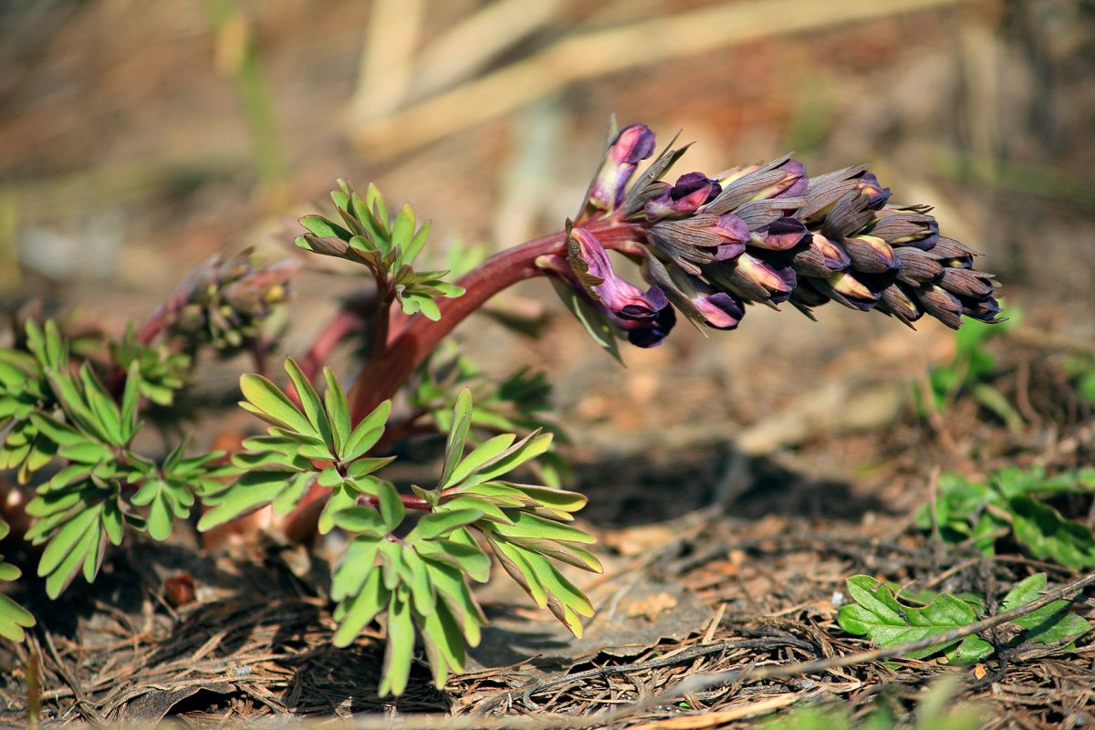 Хохлатка первоцвет