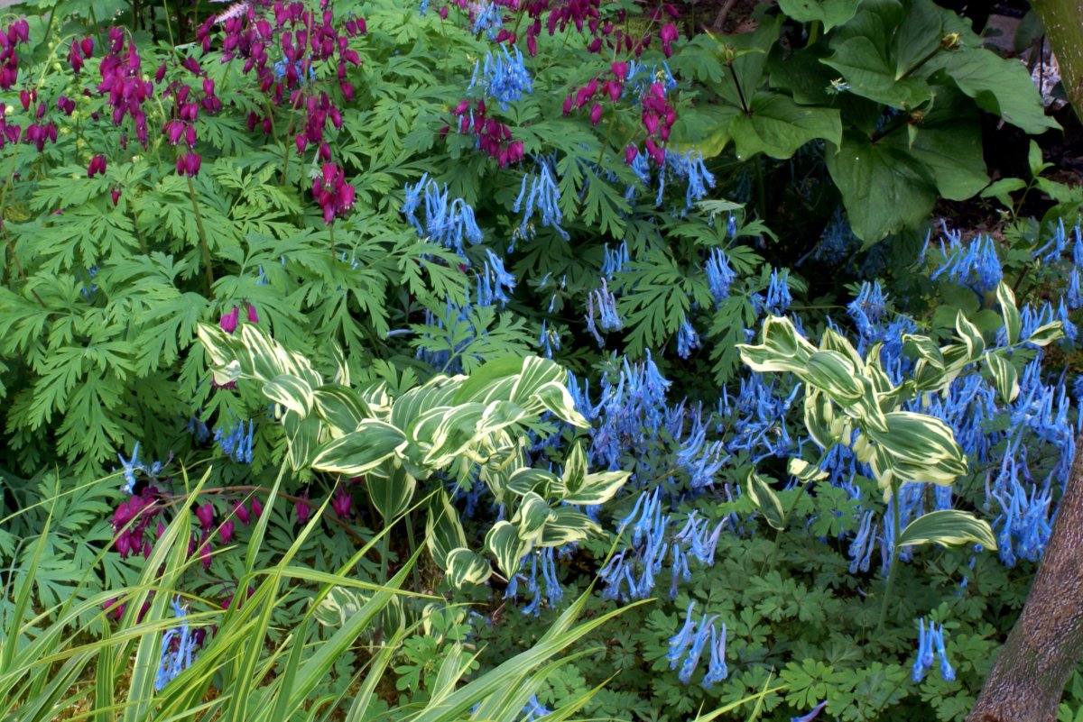 Хохлатка Буша