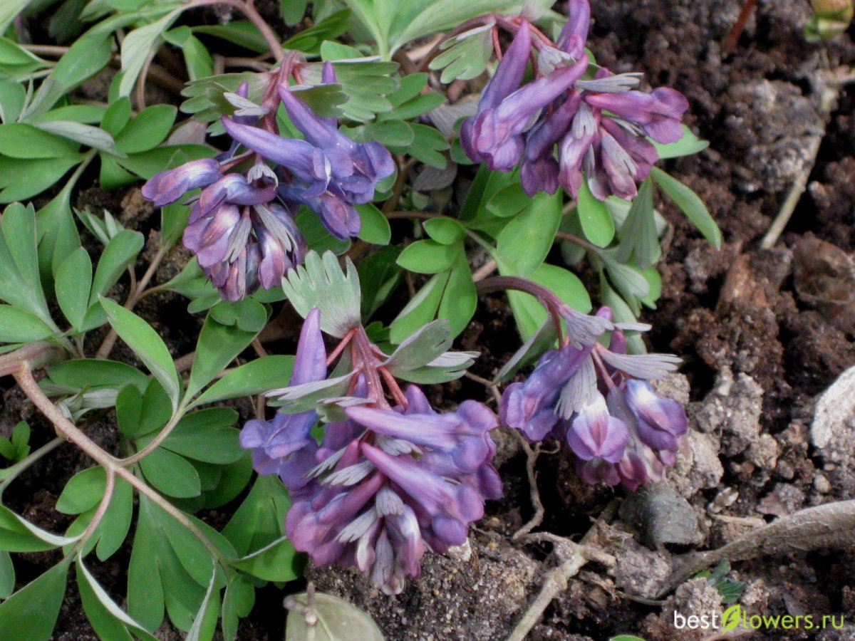 Хохлатка Арктическая